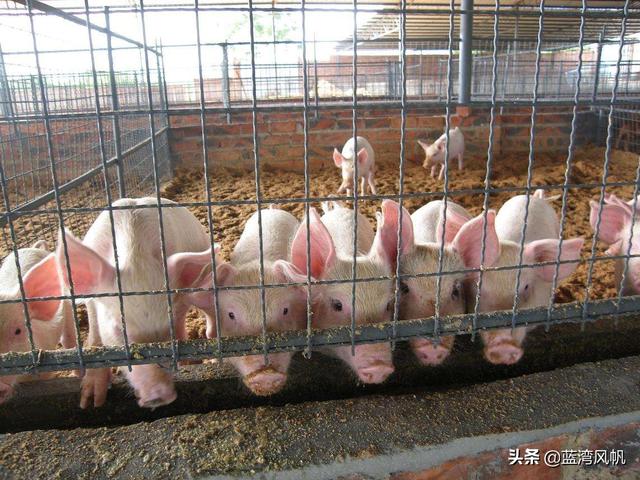 生态养猪技术介绍