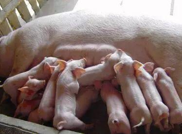 母猪保健，重点是做好这4点，养猪人知道吗？