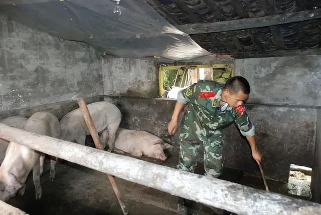 不要被误导，在部队当兵养猪是个肥差，你想去不一定能去呢