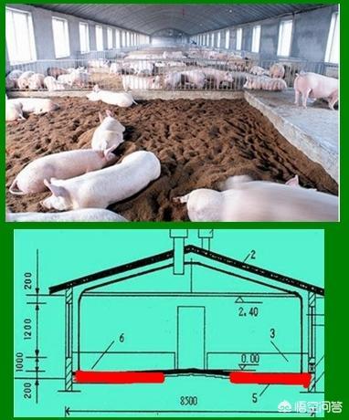 传统发酵床养猪问题多，新发酵床养猪技术很多问题都解决了