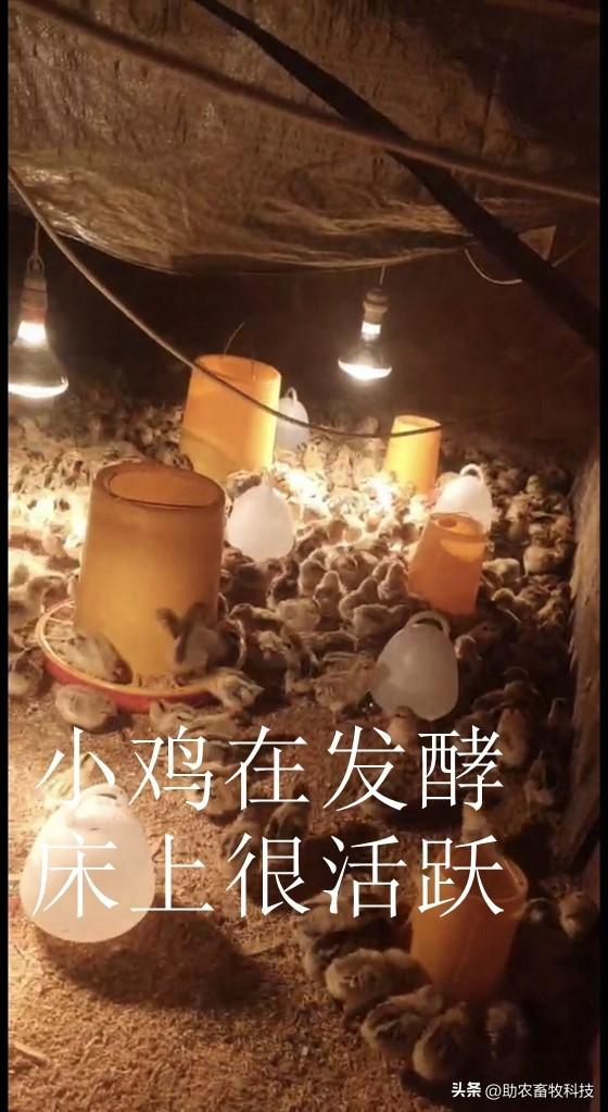 用生物发酵床养殖雏鸡成活率高，还能够减少鸡舍臭味节约人工