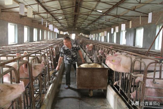 回乡创业，一亩地的养猪场，一年挣20多万，比外出打工强多了