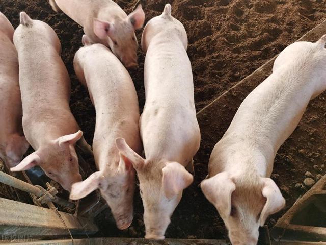 2024养猪展望：复苏中的市场，你准备好了吗？