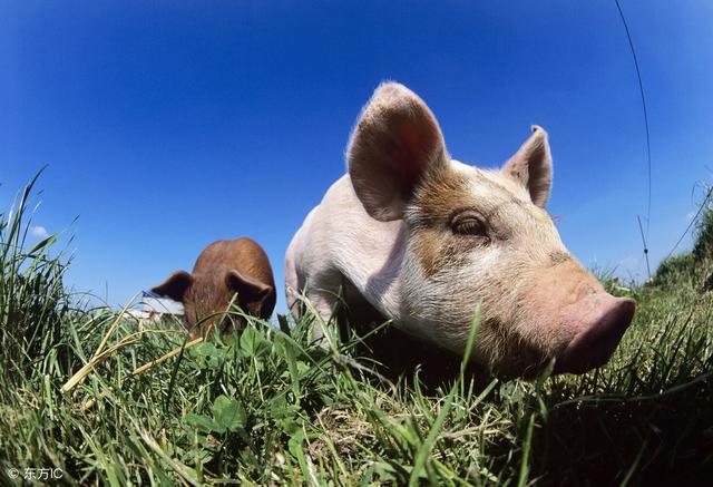 春天里猪舍消毒是关键，但空气消毒的正确操作你知道吗？