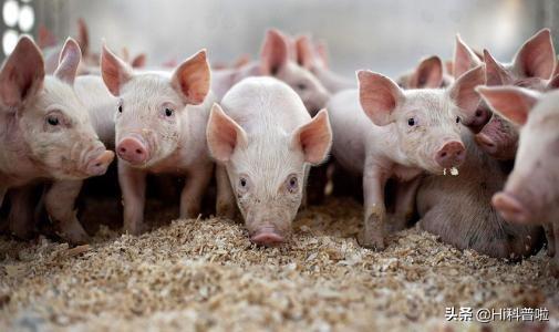 美国人不爱吃猪肉，为什么还是养猪第一强国？他们是怎么做到的？