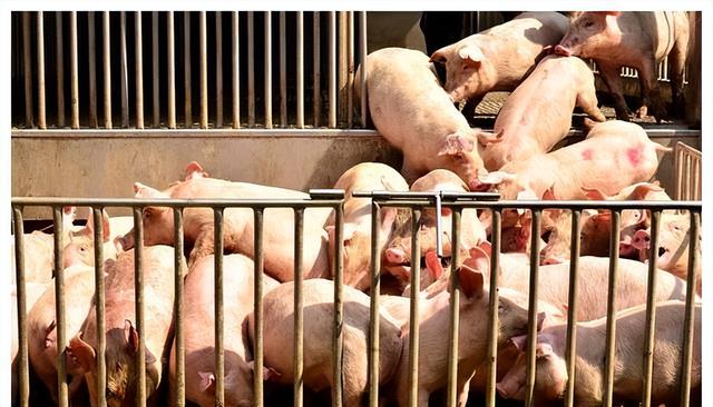10年覆盖2亿头生猪！大北农如何让5万家庭农场主靠养猪致富？