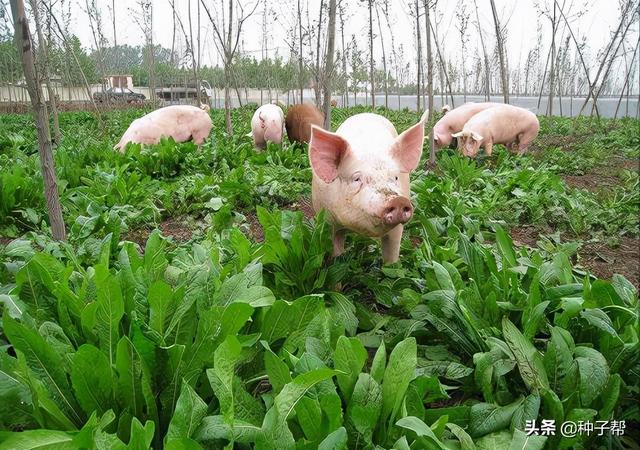 山东种草养猪，菊苣猪爱吃，增重效果快，亩产10~15吨，能收10年