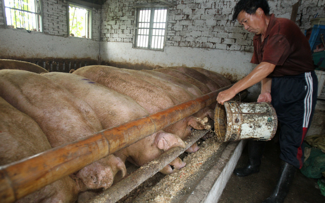 中国农民仅4亿多！未来谁来养猪、种地？国家会给大家发粮食？