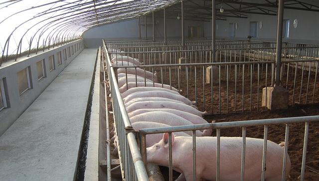 北方小规模生猪养殖，猪舍该如何选择？最佳方案：“暖棚式”猪舍