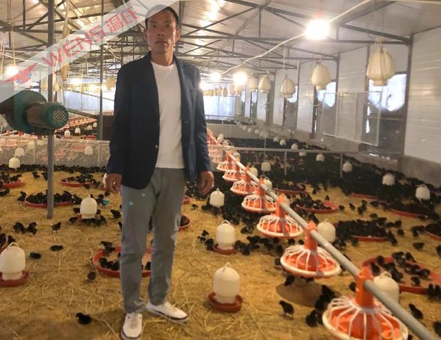 村书记转行养鸡，4年获得养殖收益近90万元