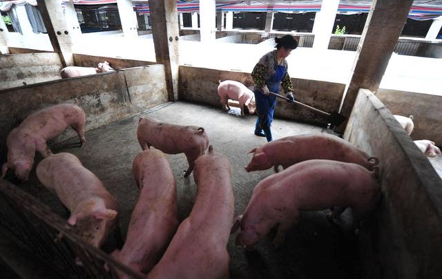 美国养猪4条值得学习的经验，人家养猪挣钱就指望这个