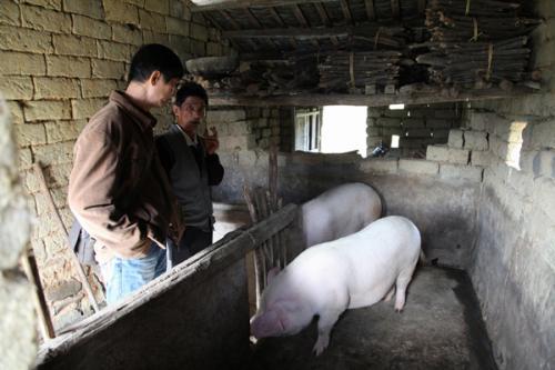 贫困农民靠养猪成功致富，他是这么做到的，你想学吗？