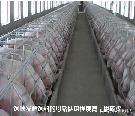 养猪可以全部饲喂发酵饲料吗？饲料的轻度发酵技术及优点