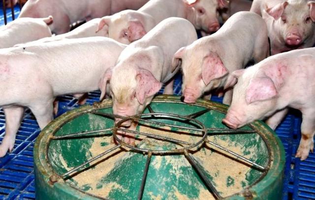 宣威乐丰乡：生态养殖“宣和猪”助农增收致富