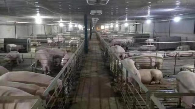 厉害了！青岛一猪肉店养猪用上高科技，人均饲养5000头