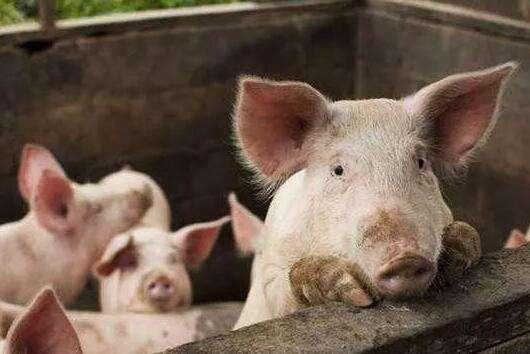 猪肉价格直线上涨，养猪致富，如何快速入门养殖？
