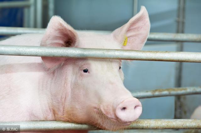 养猪人家里常备这3种药物，关键时候可救病猪一命！