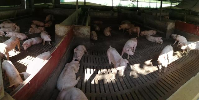 养猪不喂粮的技术