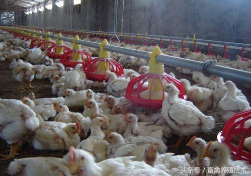 养鸡：建设一个现代化养鸡场，需要购置哪些养殖设备？
