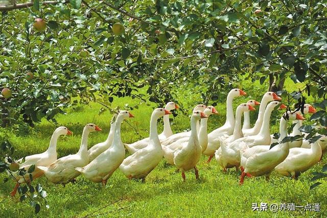 早春养鹅快速育肥，畜禽、水产分散养猪风险，家庭生态农场前景广