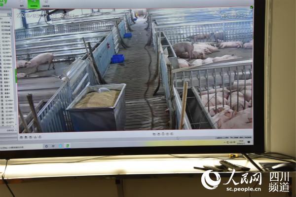 四川荣县：“巴佑”年产40万头仔猪年出栏10万头肥猪正在投产