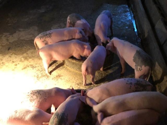 农村杀猪曾经有人被罚款10万元，养猪也被禁止了？