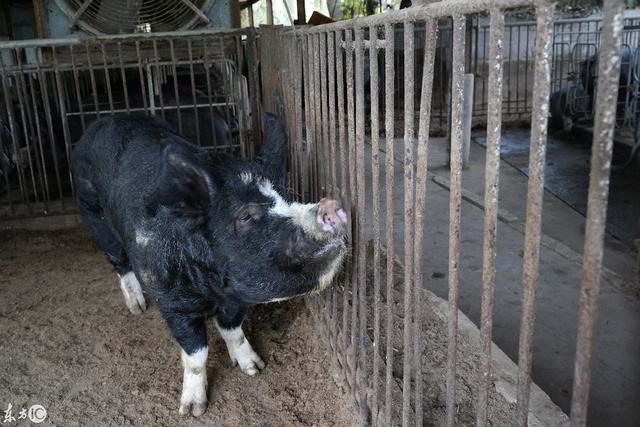 日本南部鹿儿岛县卡诺亚市养猪场繁育的伯克郡猪，憨厚可爱