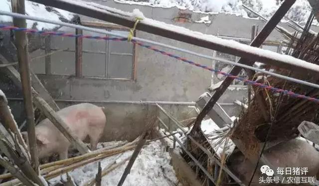降雪添加利好，猪价涨不停！降雪太大也成灾！