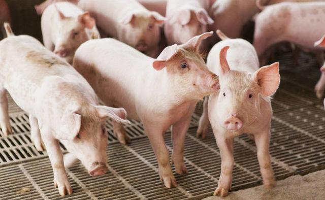 为什么说家庭农场是未来养猪的发展方向？家庭农场养猪有何优势？
