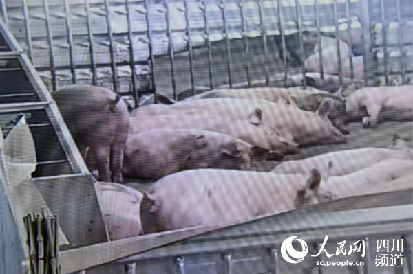四川荣县：“巴佑”年产40万头仔猪年出栏10万头肥猪正在投产