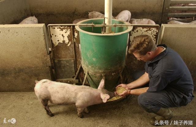 猪场饲料方面，降低成本的5个办法，养猪人你在使用吗？没人说