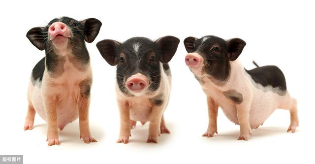 养出优质小耳猪，养殖技术探讨，这些你都知道吗