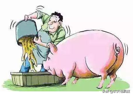 用饭店的剩饭菜喂猪会产生哪些危害？这样养大的猪肉能吃吗？