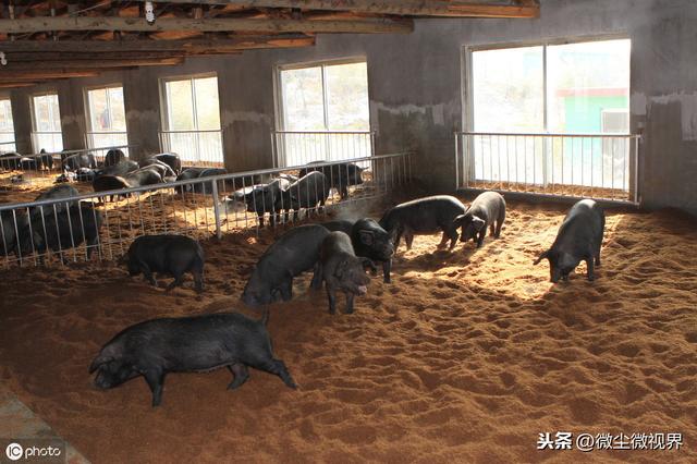 国家鼓励农户养猪，建养猪场时这六个要素需做好，环保并非如此难