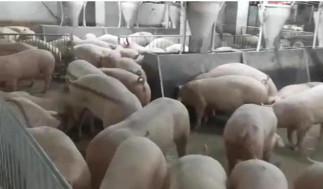 世界上最大的养猪场