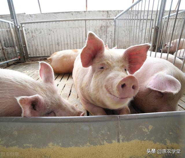 2022年养猪还有补贴吗？补多少？2022年养猪有钱赚吗？