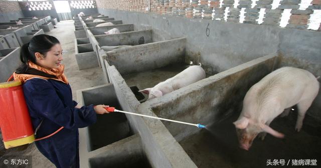 猪场技术，一例猪瘟继发猪副伤寒混合感染的诊断与治疗