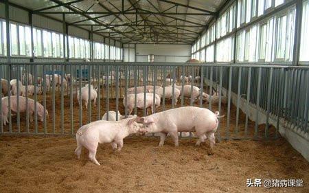 发酵床养猪的优缺点及推广的重要性