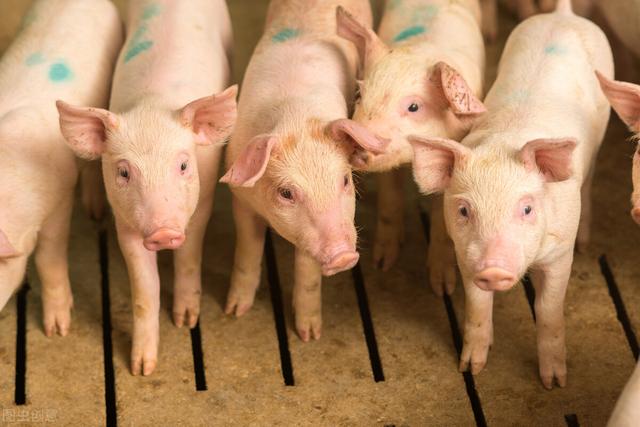当前养猪需要注意的事项，这3个问题，养猪人要注意