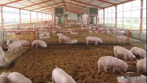 养猪发酵床操作方法
