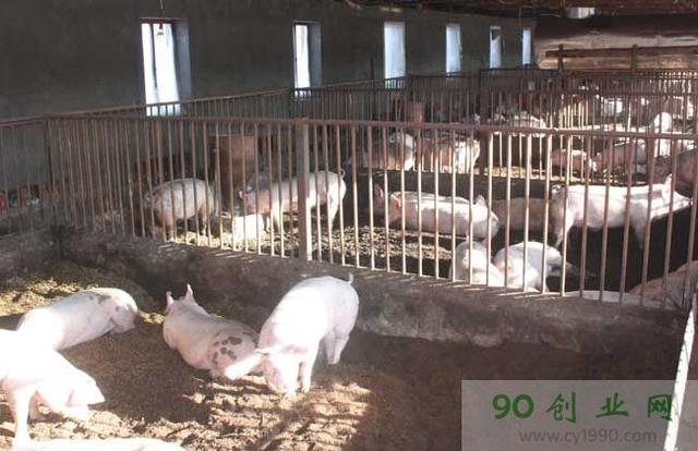 农村小型养猪场设计方案(附图)