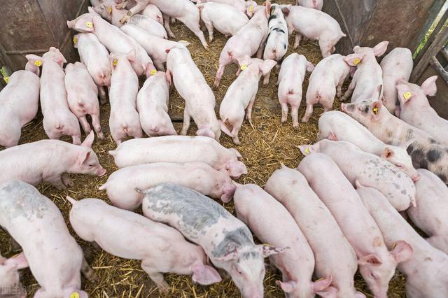 2022年是养猪“灾难年”，除了猪价低还有两个难题，早知道早防范