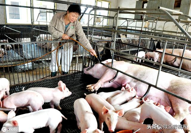 国家鼓励农户养猪，建养猪场时这六个要素需做好，环保并非如此难