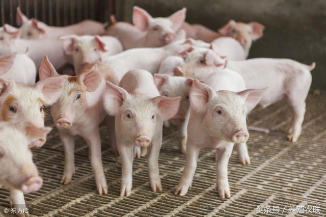 猪场分群、并群原则，养猪圈面临农户、企业模式之争