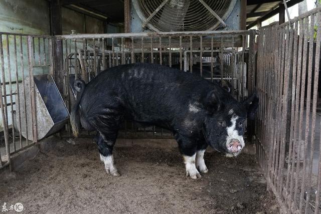 日本南部鹿儿岛县卡诺亚市养猪场繁育的伯克郡猪，憨厚可爱