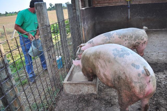 农村里面的养殖场为什么不养猪了呢？难道是养猪的技术不到位吗？
