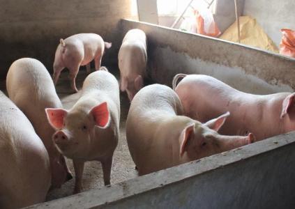 养猪补贴来了，最低50万最高500万，谁有资格拿？