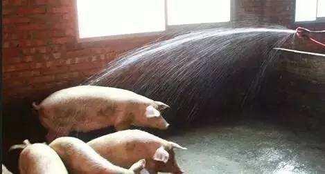 夏天养猪需要注意，这些防暑降温的措施需牢记
