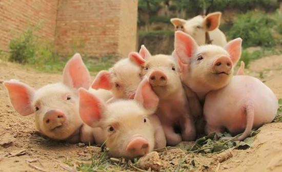 中国哪些省份养猪规模最大？前15名原来是这些省！