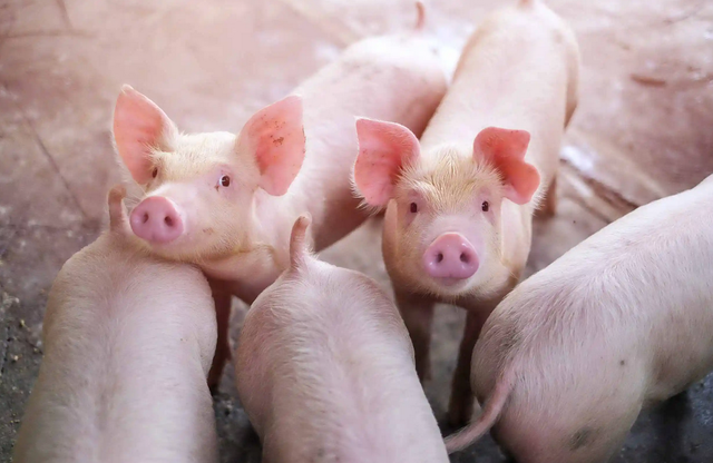 中国农民仅4亿多！未来谁来养猪、种地？国家会给大家发粮食？